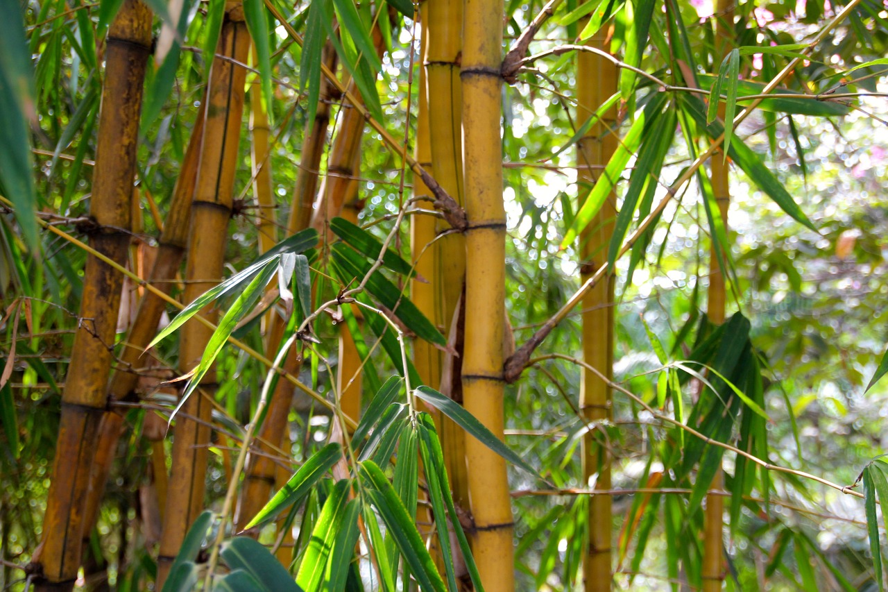 тропический лес бамбук
