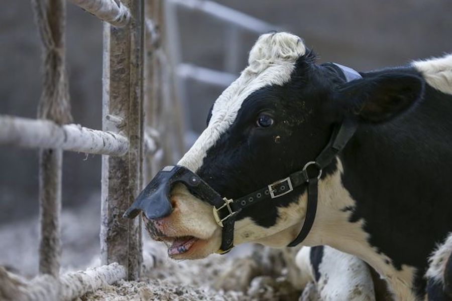 cow methane-neutralizing mask
