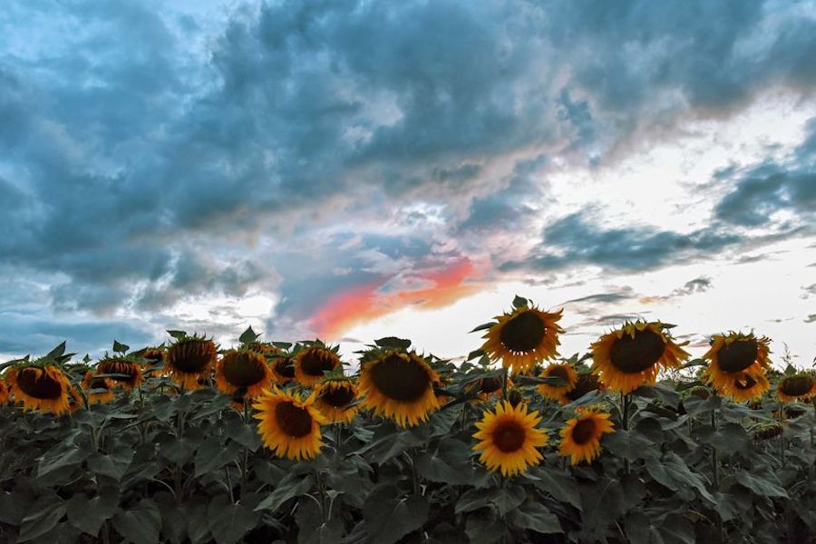 Sunflowers on the Totokha mountain in central Ukraine