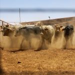US suspends Mexican cattle import