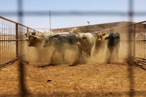 US suspends Mexican cattle import