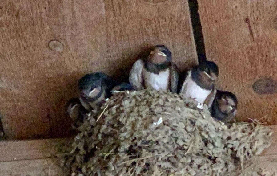 tom cooper 6-11-2025