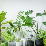 Домашние растения и сон: какие ставить в спальню, а какие лучше не надо