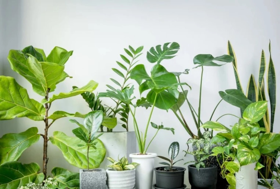 Домашние растения и сон: какие ставить в спальню, а какие лучше не надо