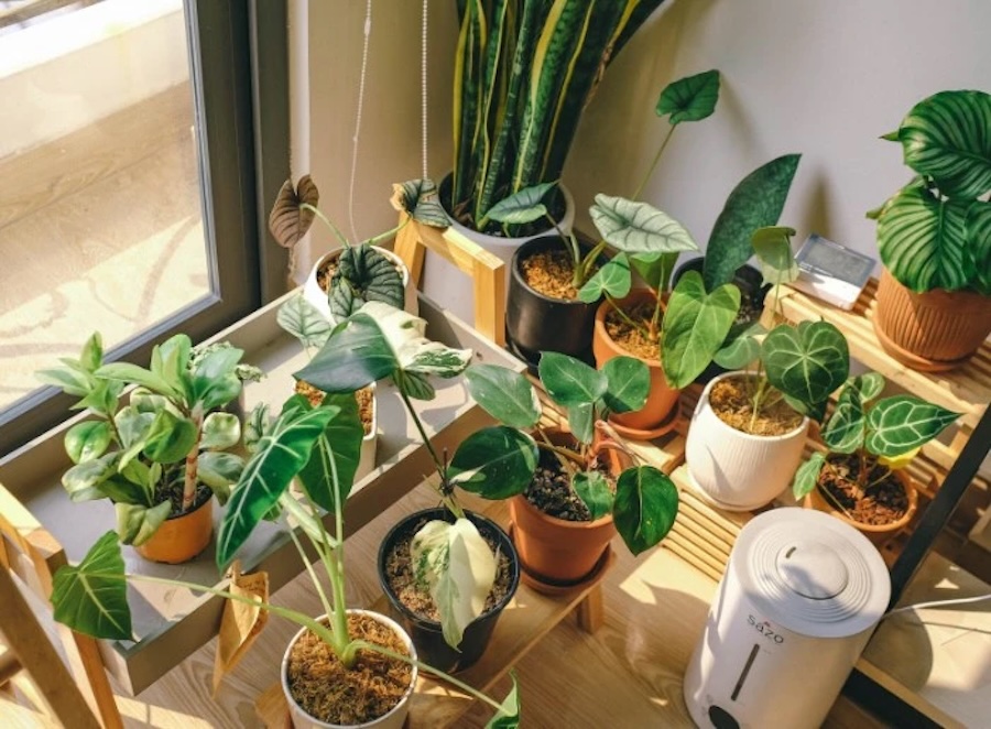 Домашние растения и сон: какие ставить в спальню, а какие лучше не надо